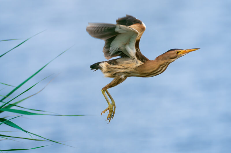 Blongios nain en Brenne